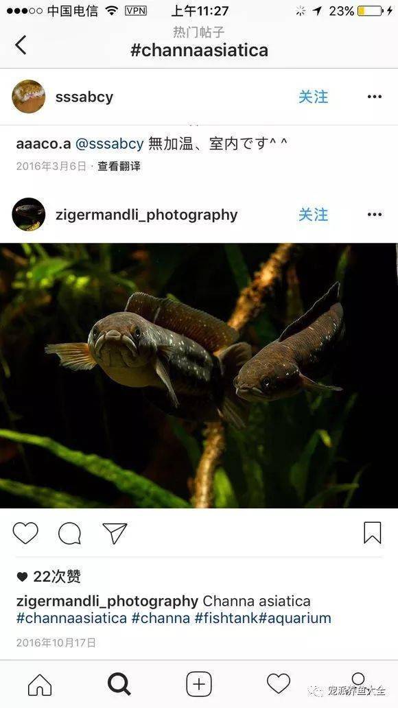 国外玩家的雷龙鱼图鉴经典又精彩