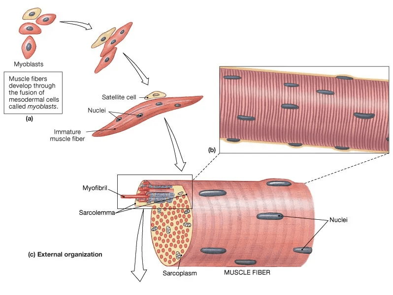 骨骼肌卫星细胞图片