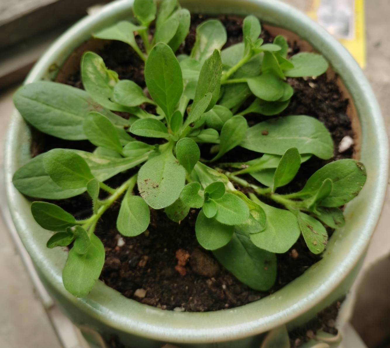 室内阳台怎么养矮牵牛,记住这一点,开花多红红火火,鲜艳亮丽