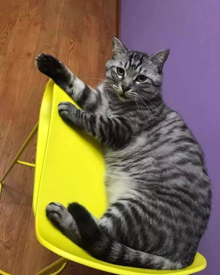 养一只很大很肥的猫,是什么体验?