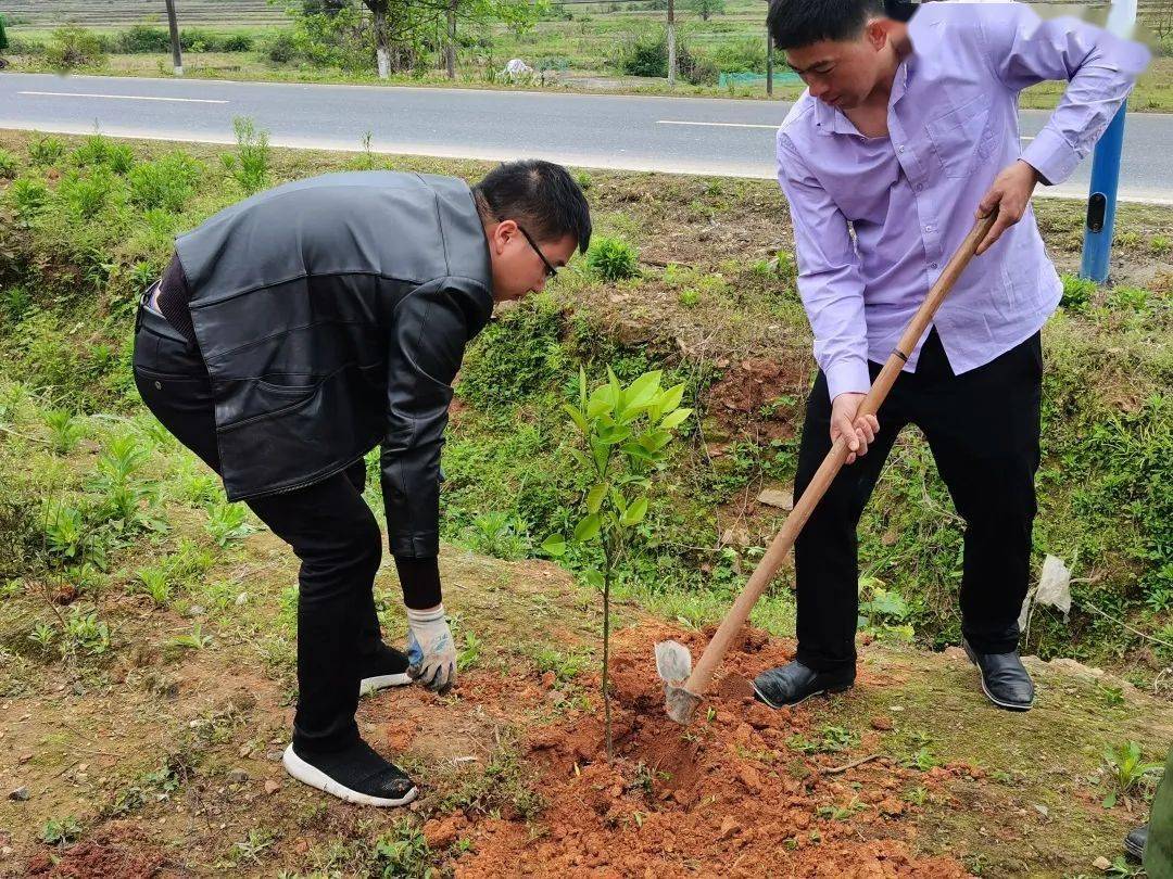 经过近两小时的栽种,100多棵树苗傲然挺立,在春风吹拂下焕发出勃勃
