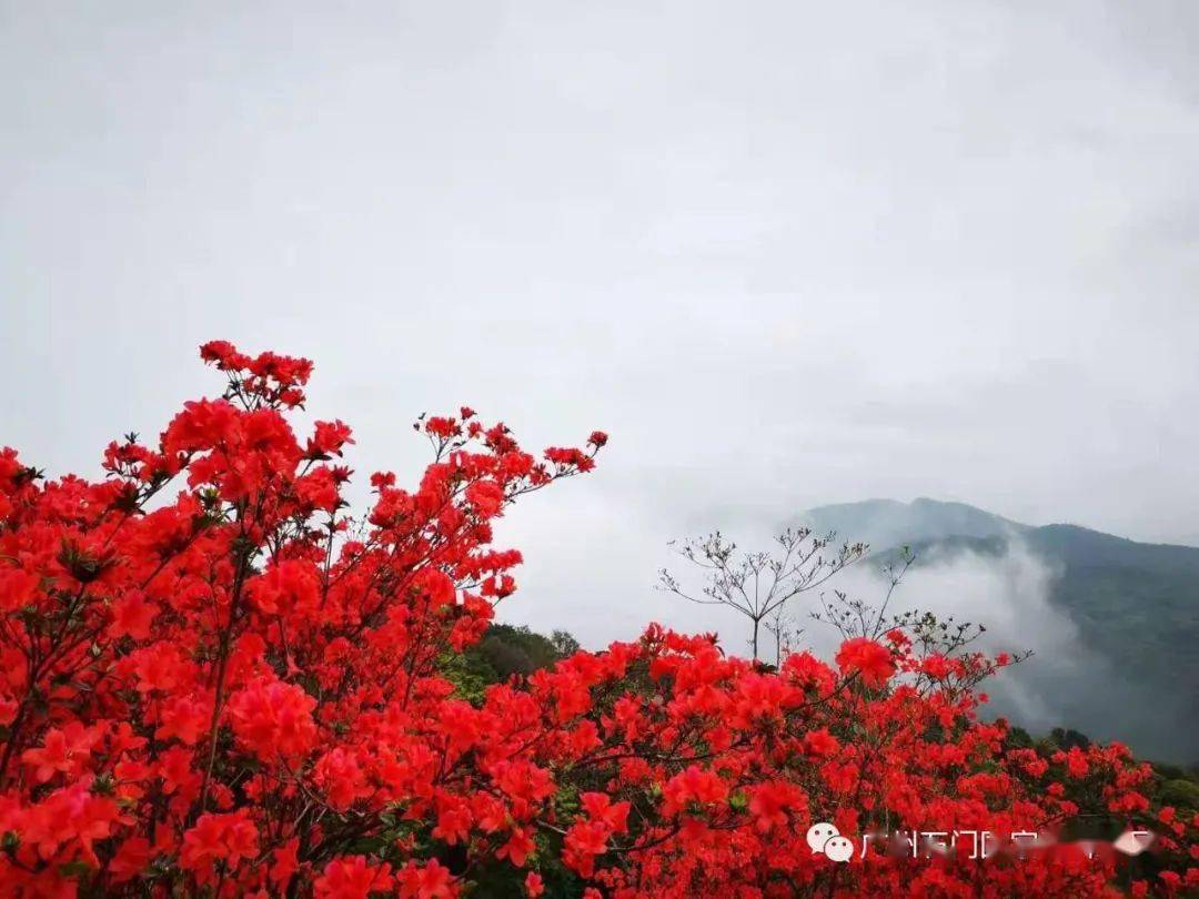 火了!广州多了一片正在燃烧的红色花海