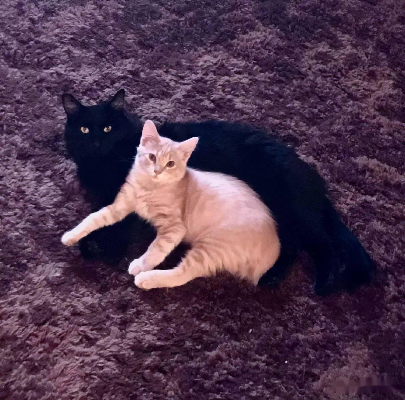 橘猫从小把黑猫当坐垫,长大后,黑猫:我快被压死了