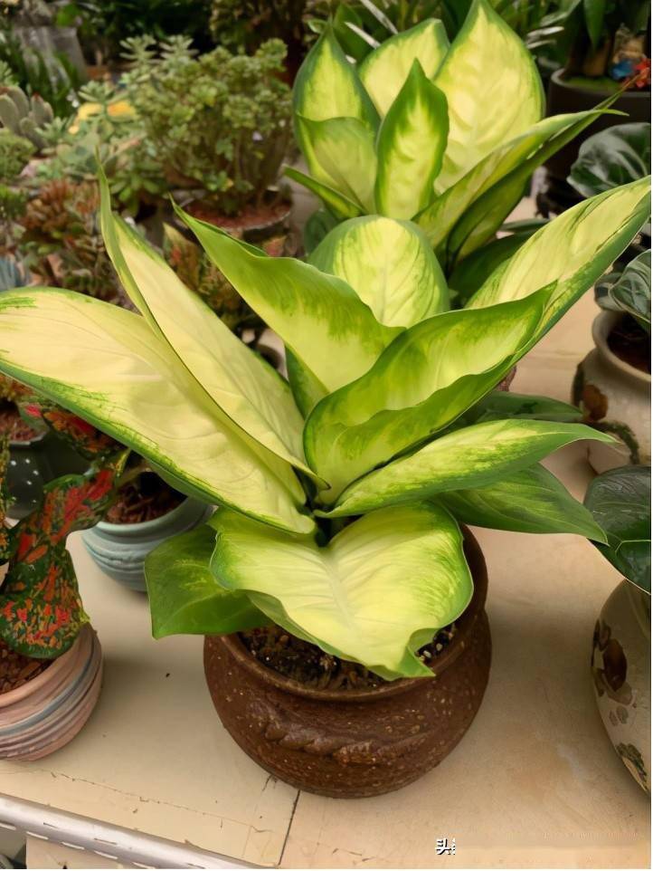 根据居室的采光,这样选择花卉不会错_光照