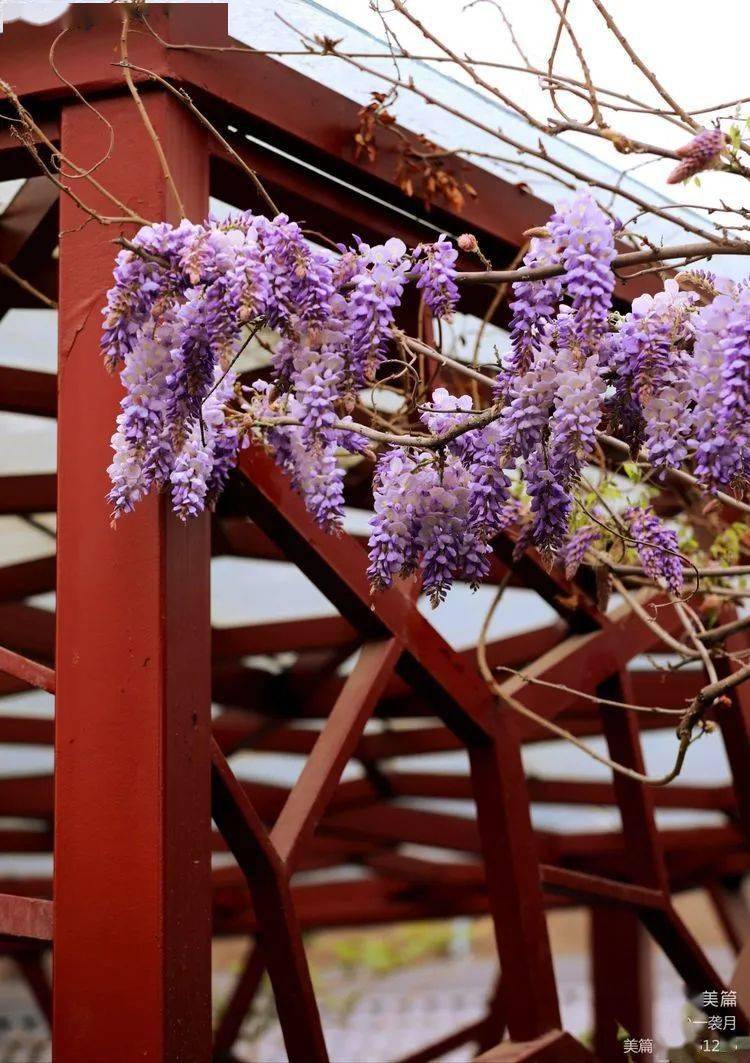 花卉摄影又见一帘幽梦
