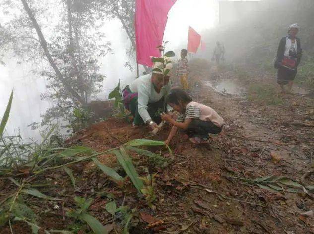 勐海县布朗山乡:守住绿水青山,才能有好茶山
