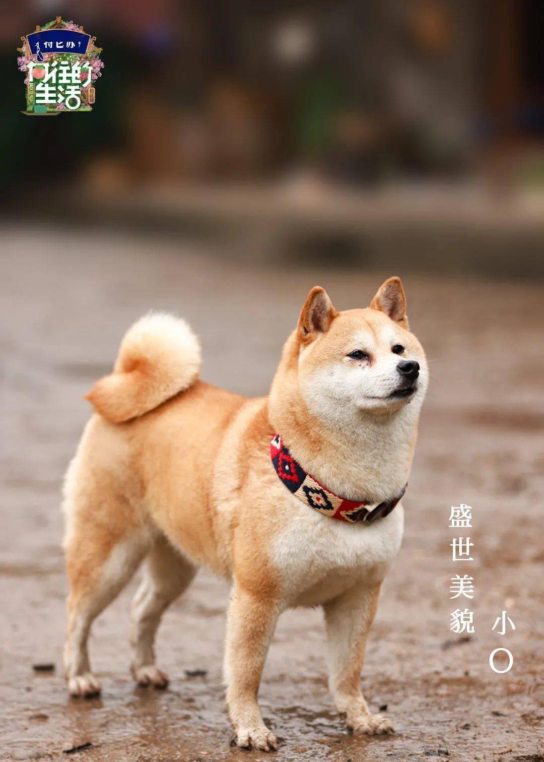 在常德桃花源拍摄的《向往的生活》第五季桃花源篇4月23日即将开播
