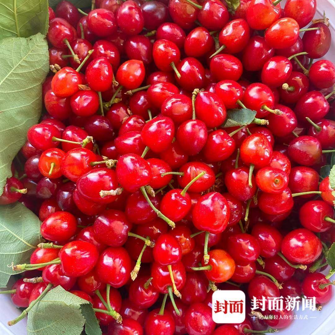 云求助四川西昌农业新人遇甜蜜烦恼9万余斤玛瑙红樱桃寻买家