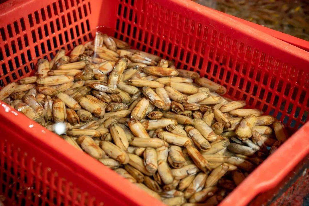 时下最美不过一口正宗宁海长街蛏子