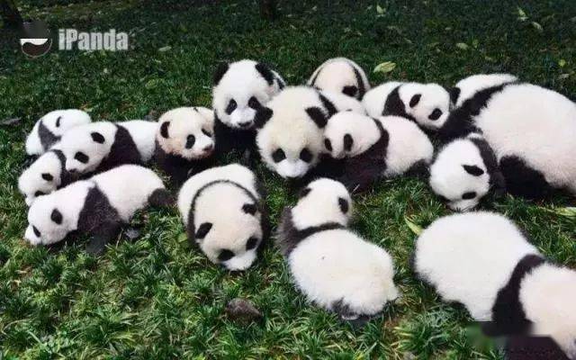 斗萌！IFS“爬墙熊猫”、都江堰“自拍熊猫”……下一个是彭州“隐士熊猫”？