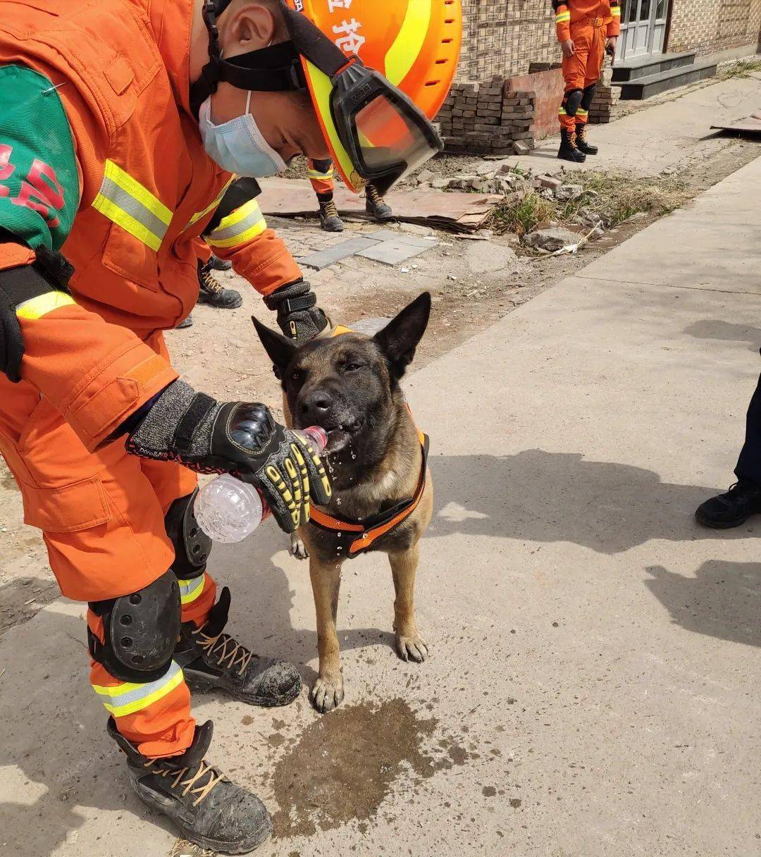 消防救援隊的小可愛搜救犬