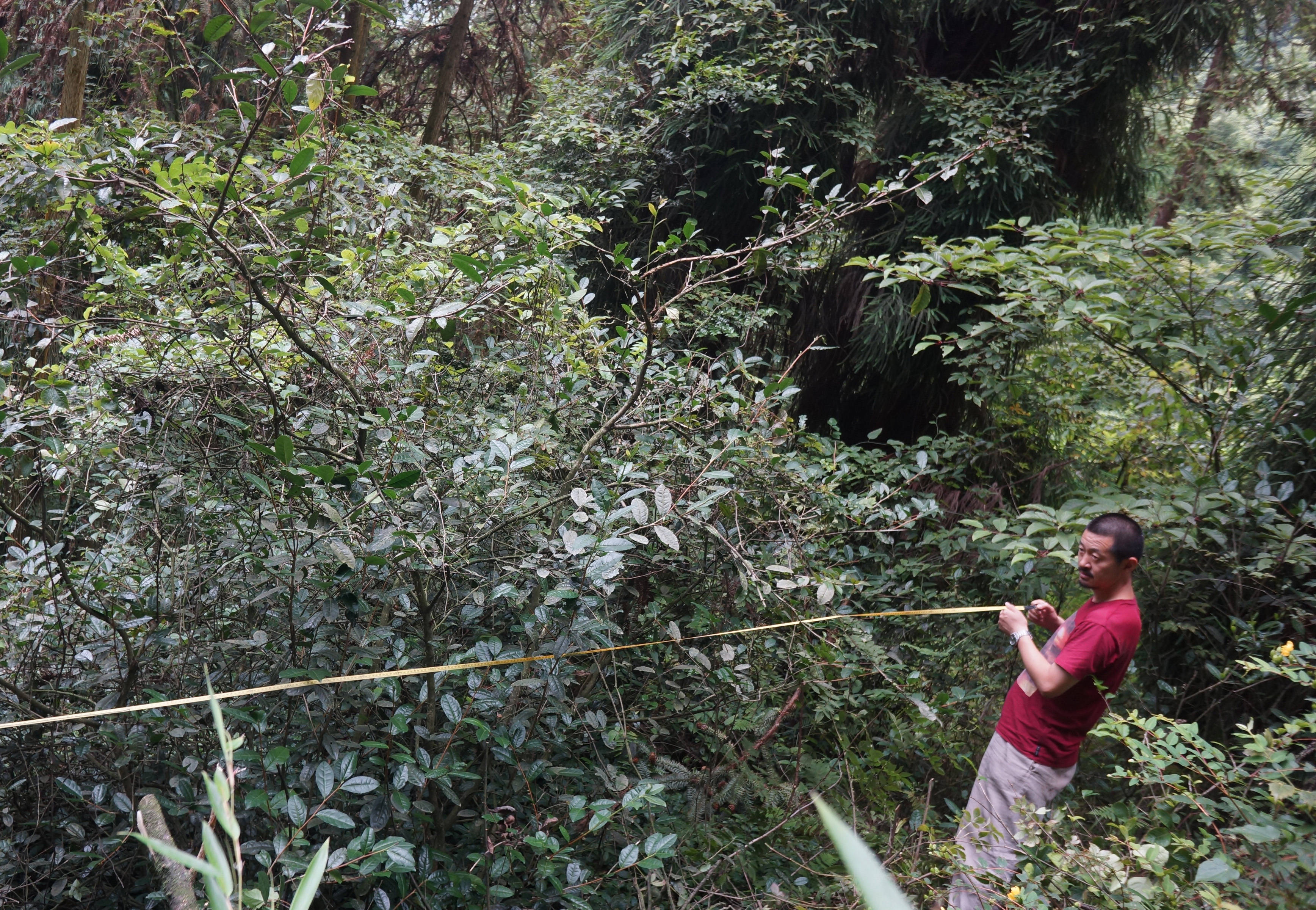 蒋维明在丈量茶树(资料照片.