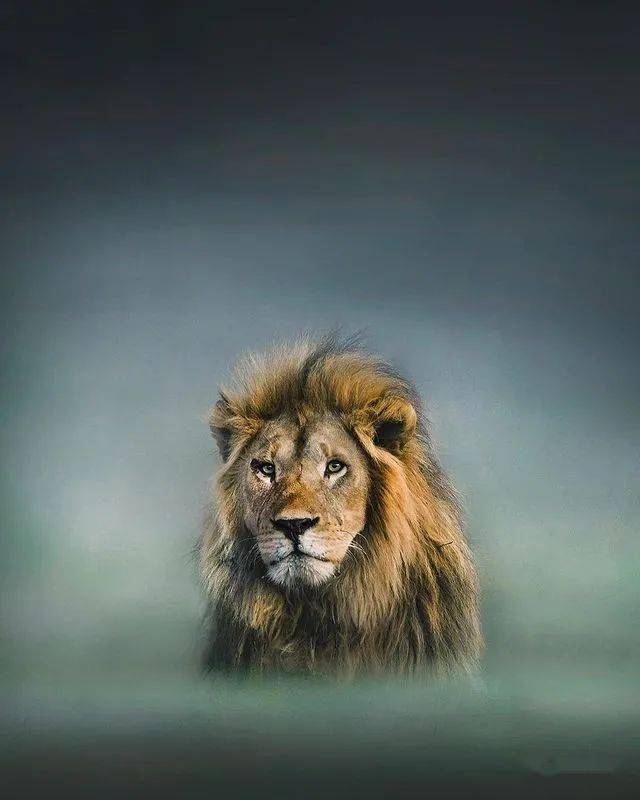 野性和力量之美美国国家地理摄影师的顶级野生动物作品下