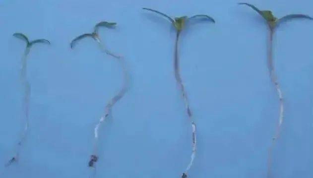 罂粟幼苗图片发芽图片