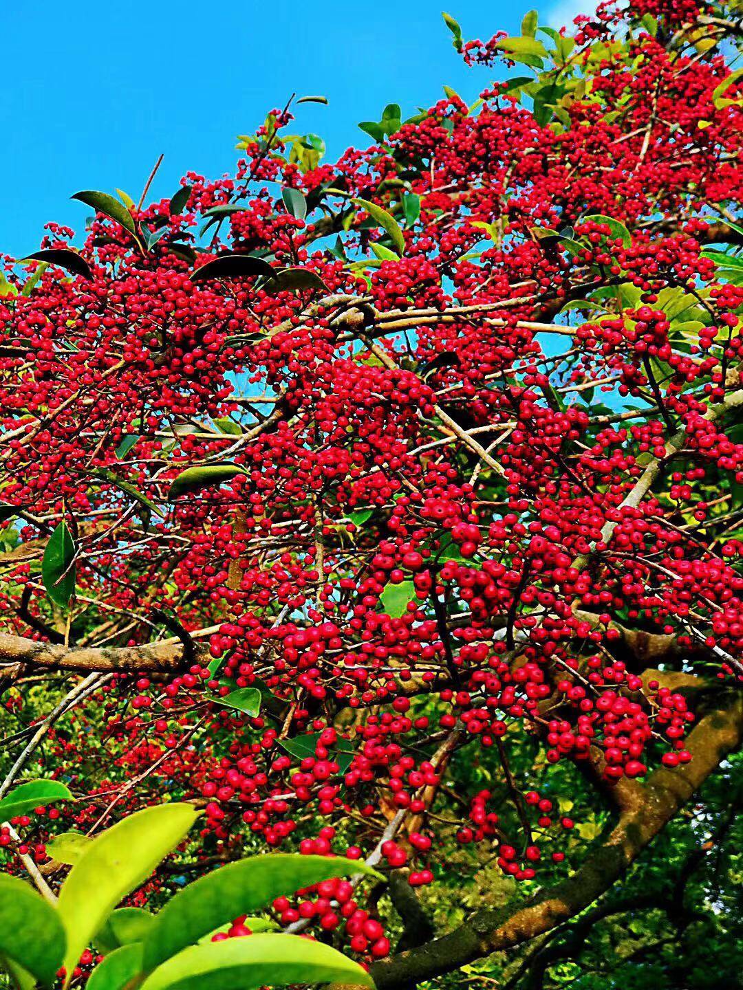 这满树惊艳艳的红果,是铁冬青果实,生长在白云山的山庄旅舍,树很高大.