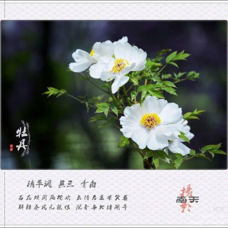 牡丹花雍容华贵的芳容帷幕已开游古都赏牡丹我在洛阳等你来