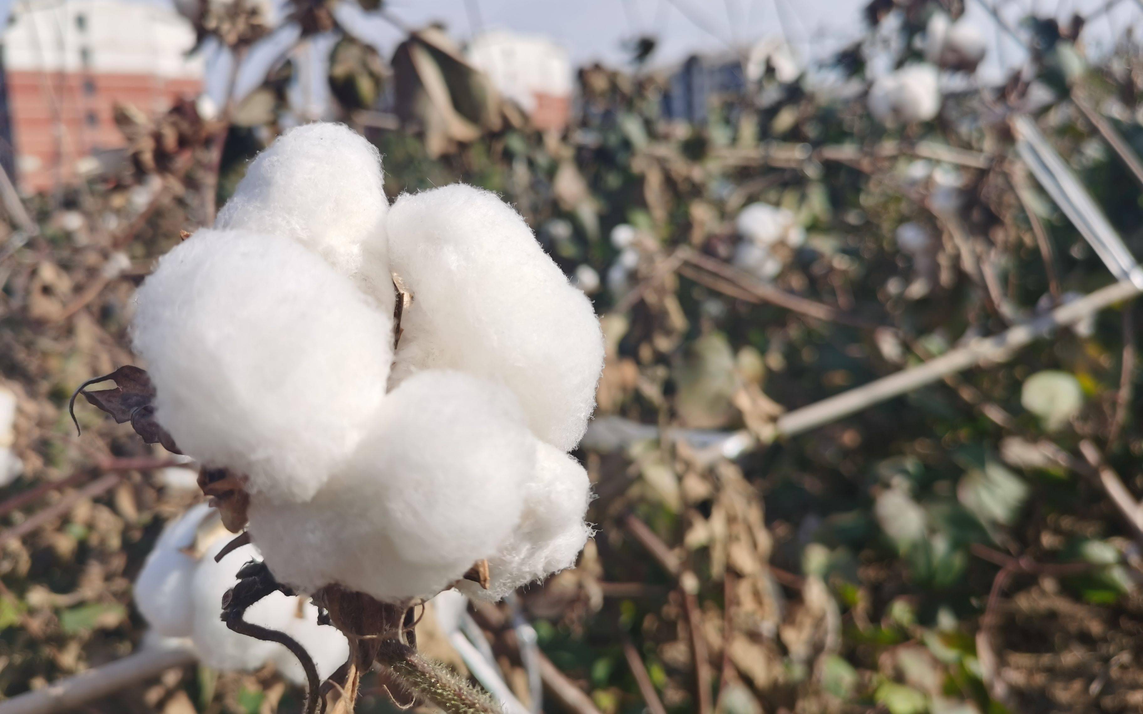 我国是棉花生产大国