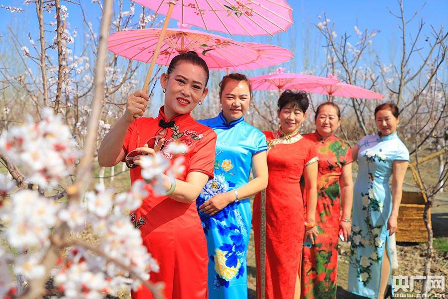 新疆博湖：旅游春风吹得杏花开