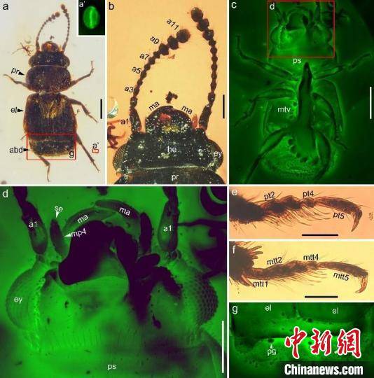 甲虫|1亿年前缅甸琥珀中现“花香”甲虫粪便 揭秘新传粉方式