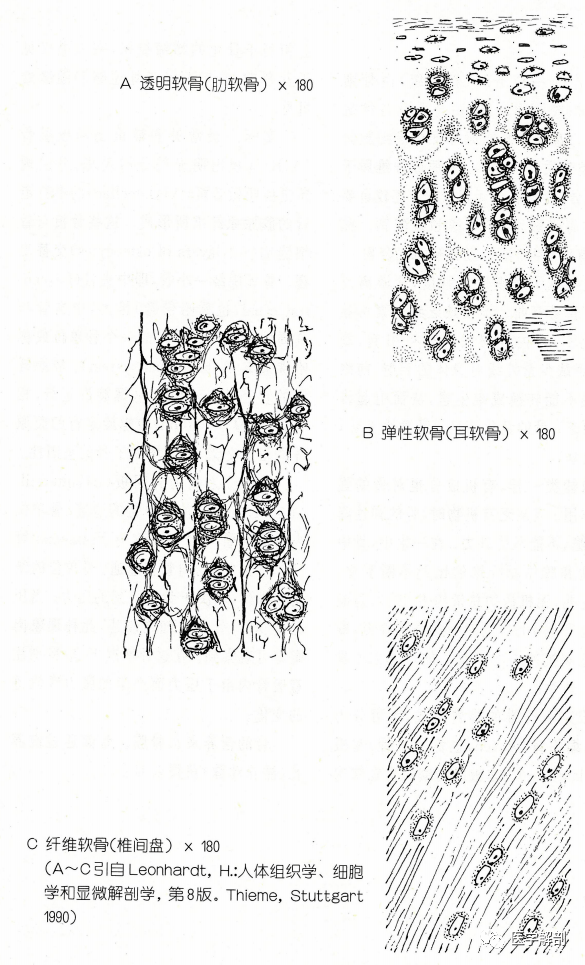 根據細胞間質的種類,可分為透明軟骨,彈性軟骨和纖維軟骨