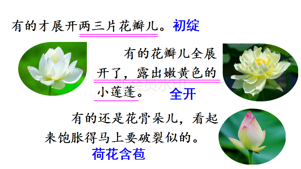 名师课件部编版三年级语文下册第三课荷花附课后习题