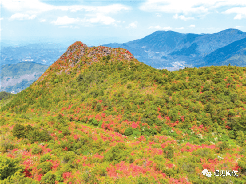 荣登cctv!闽侯大湖杜鹃花海刷爆朋友圈
