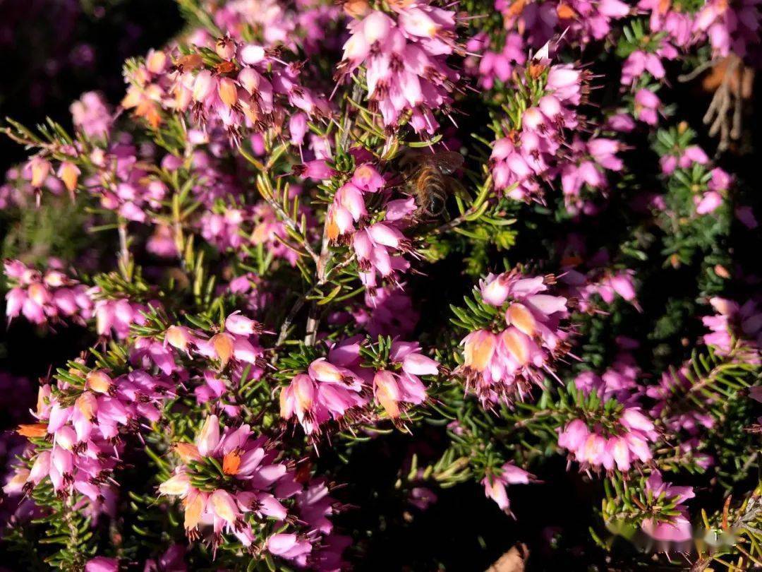 石楠花又开 但苏格兰威士忌里的石楠是否就是那传说中不可描述的气味 味道