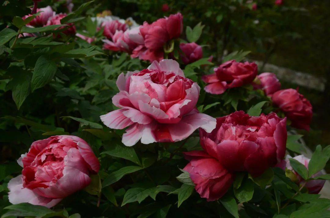 赏牡丹何必远行襄阳牡丹等你来