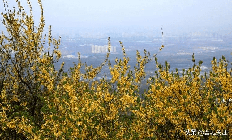 晋城晋普山上连翘花正在盛开太壮观了