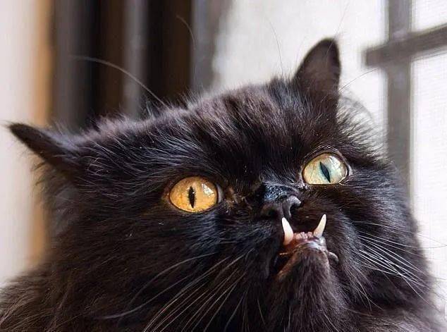 当一只猫长出了地包天谢谢有被丑到