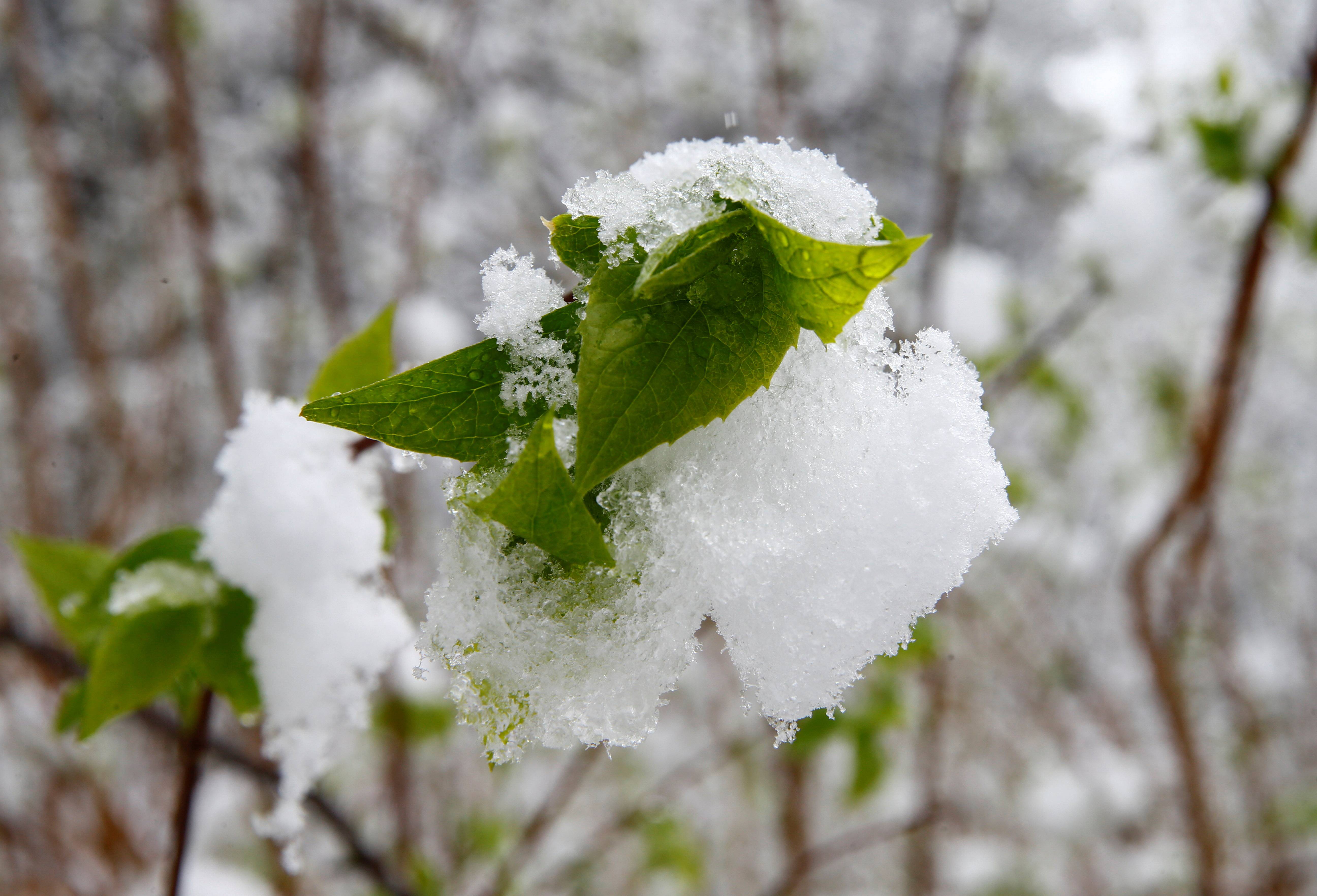 这是4月12日在瑞士苏黎世拍摄的被雪覆盖的树叶.