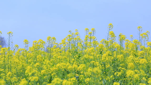 春天裡的油菜花_花瓣