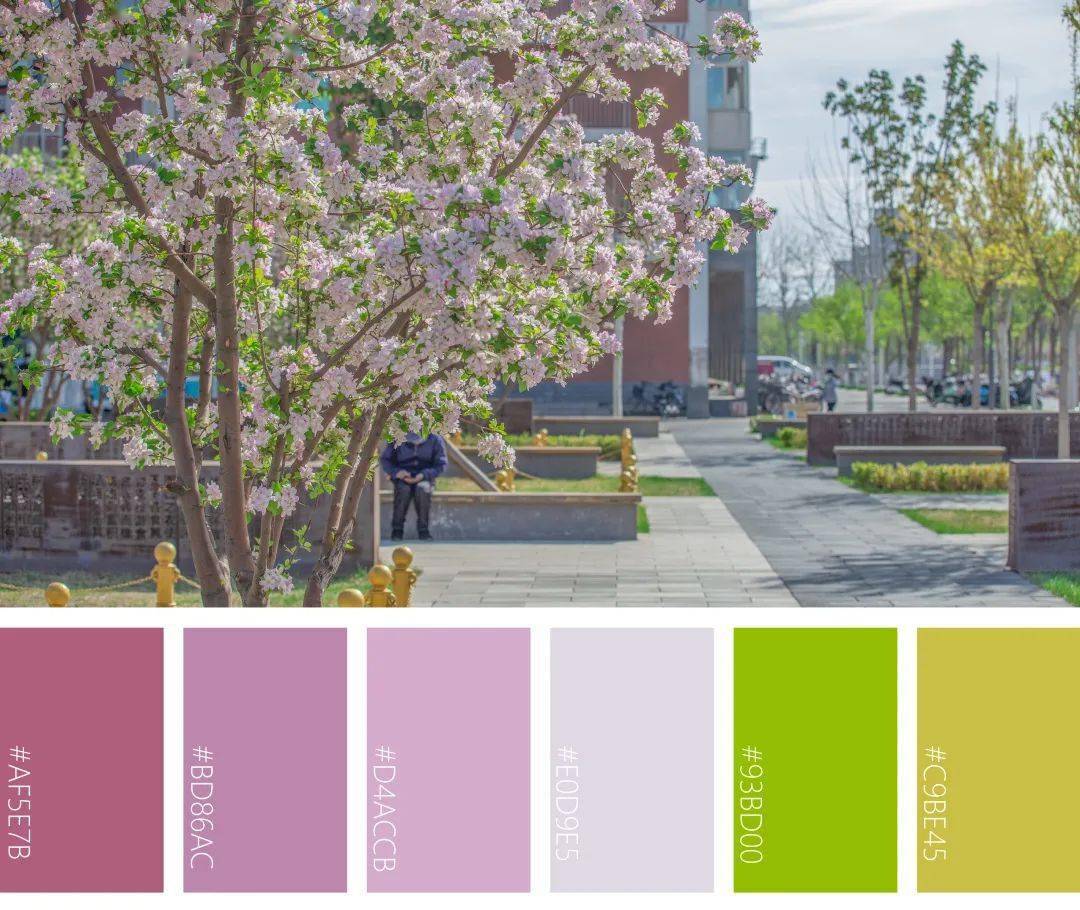 色卡快来查收cauer专属明艳动人的校园给出了最好的答案农大人的春天