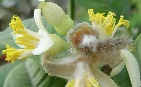 (8)去除残留花瓣和柱头:研究表明,番茄灰霉病对果实的初侵染部位主要