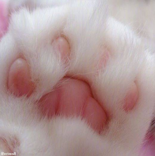 这长的什么神仙猫爪爪,也太让人上瘾了吧