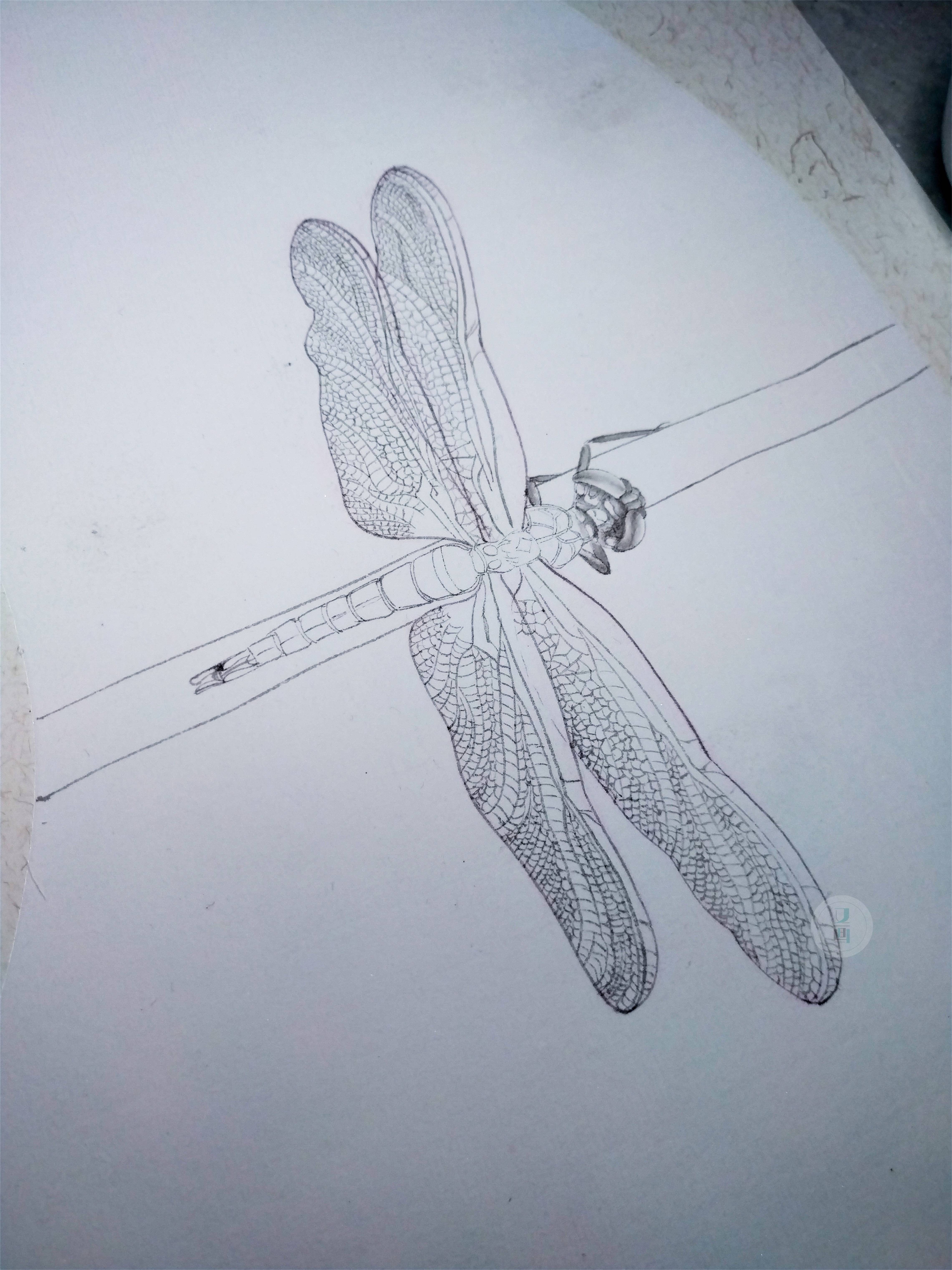 蜻蜓画法唯美图片