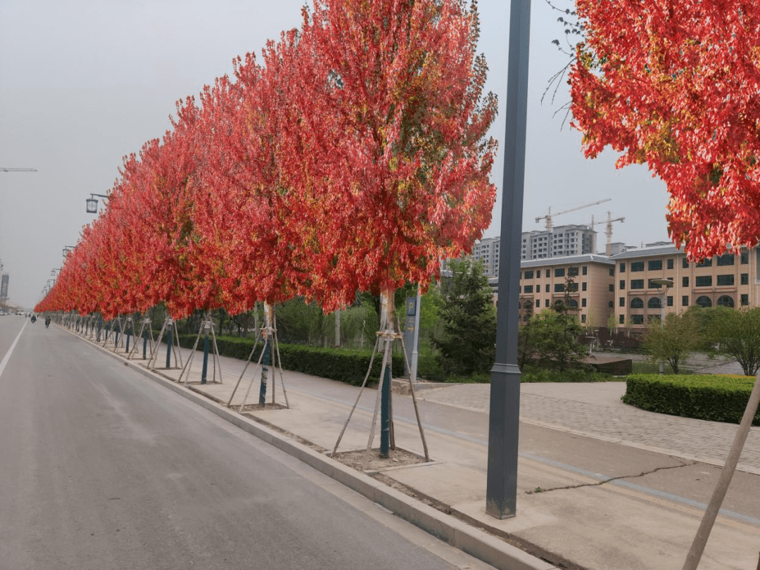 临西县草木葱茏花满城植绿增色入画来
