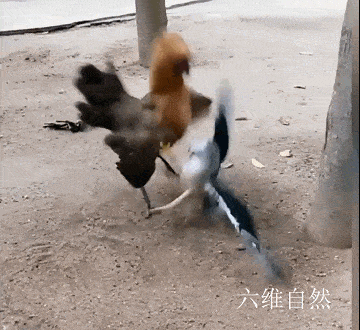现实版老鹰捉小鸡鹰隼捕食小鸡不成反被母鸡按在地上猛啄