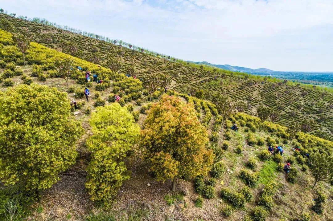 是廟崗鄉路店村的梁發花6年前從外地引進,在浮槎山東坡一片荒山上開墾