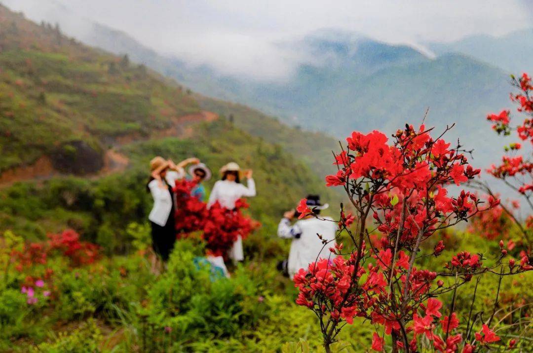 鰲江楊文廣棧蔡家山山丹丹開花紅豔豔