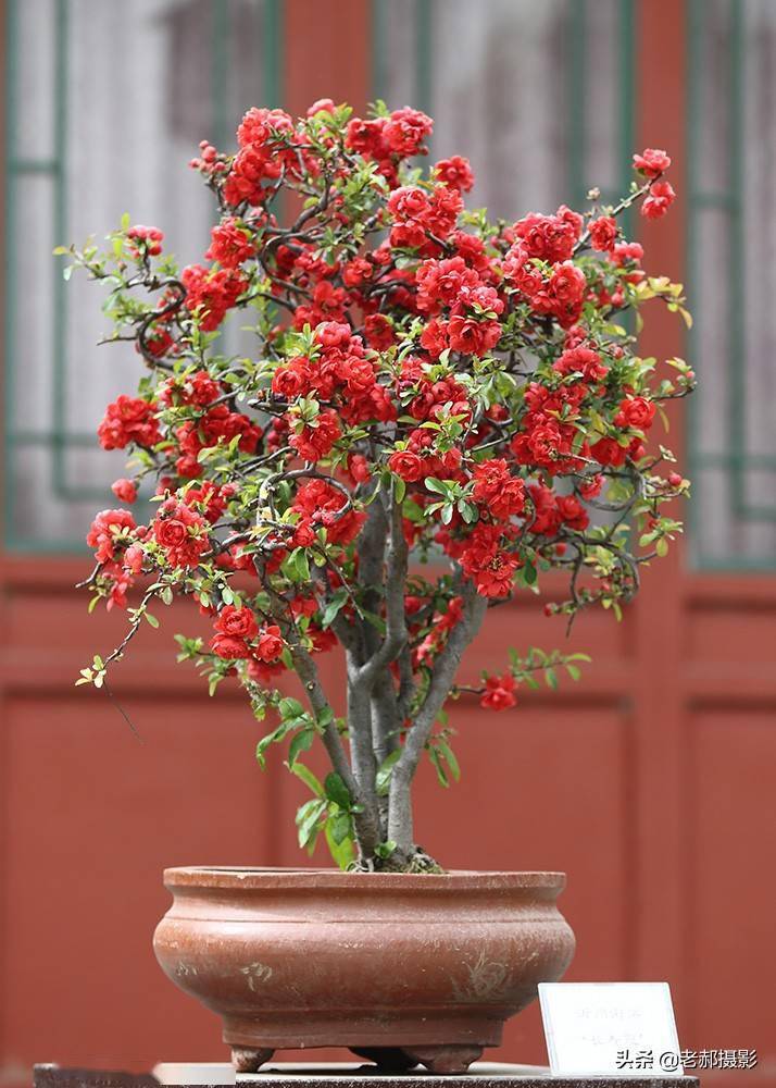 沂州海棠展在陶然亭华夏名亭园展出