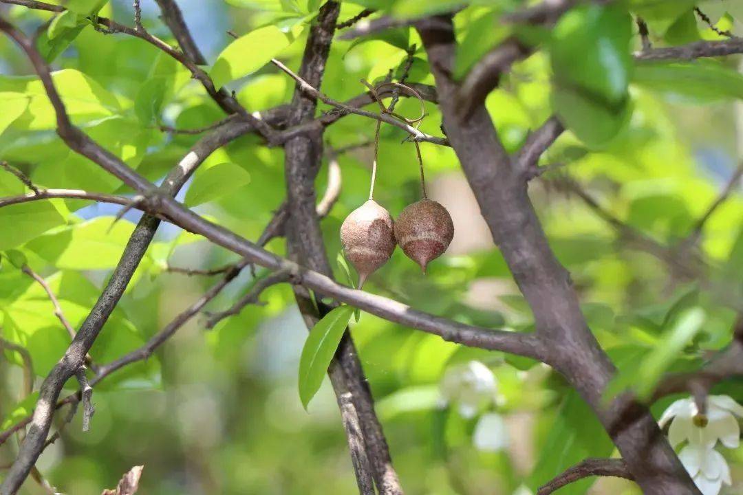 秤锤树为安息香科秤锤树属落叶小乔木,由我国著名植物学家秦仁昌先生