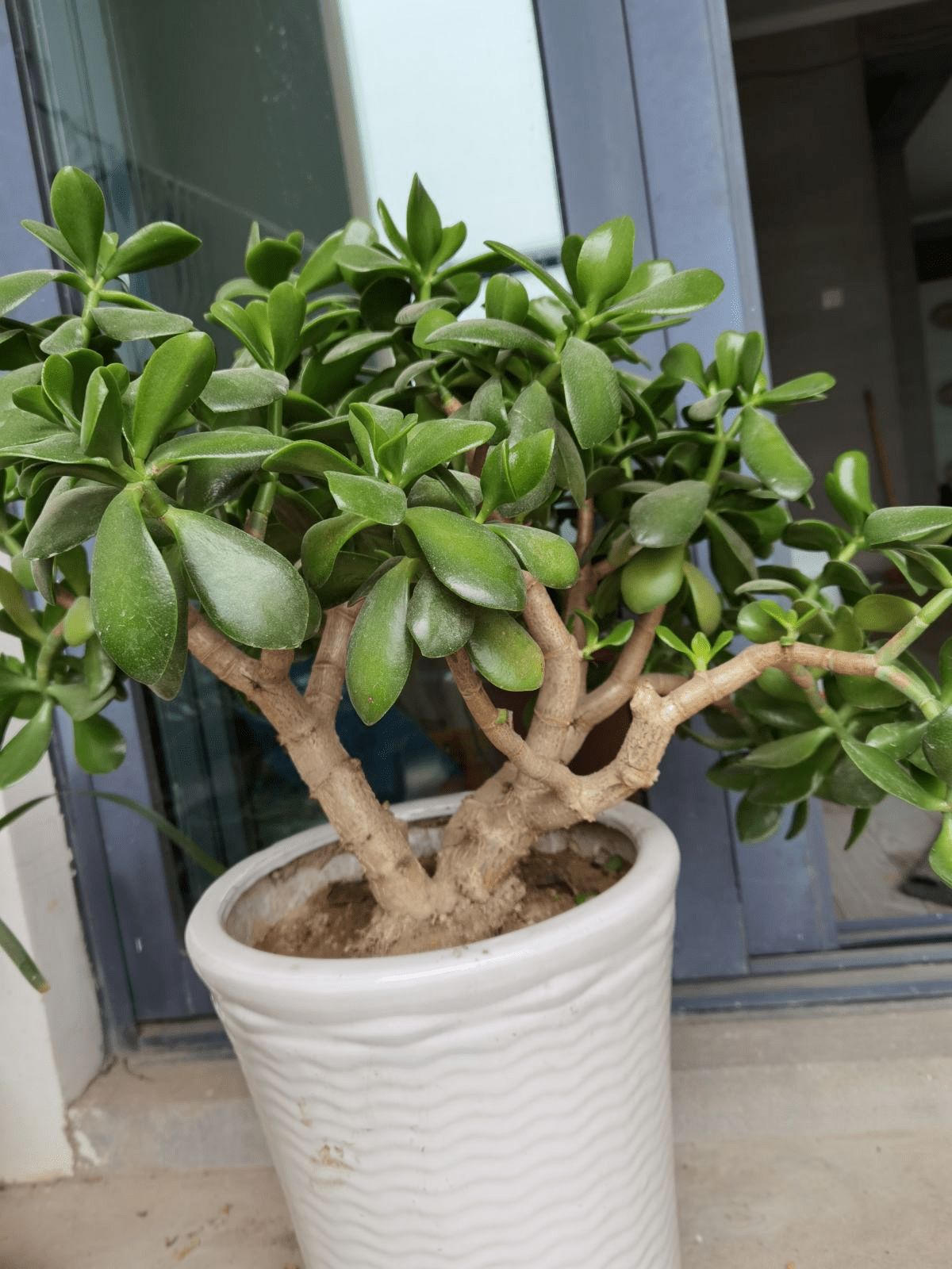 玉树开花真是"好兆头",吉祥如意还镇宅,记住养护要点最重要_植物