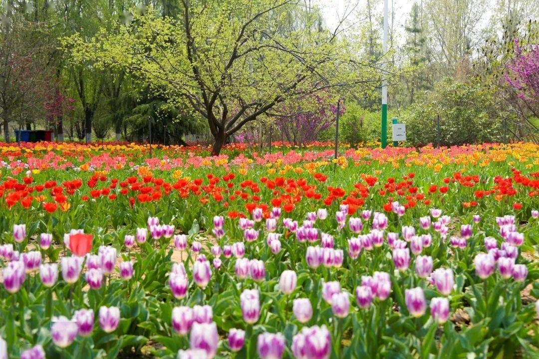 一起走花路吧从邯郸的复兴花海到赵王城一路花香相伴