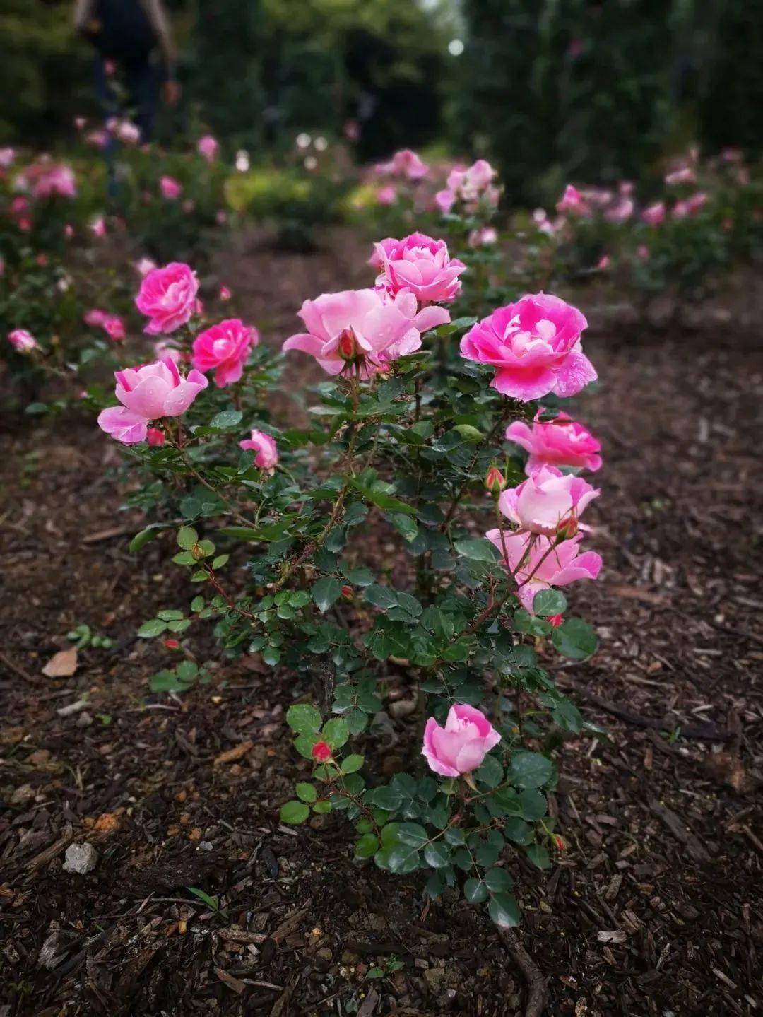月季超美盛花期来啦就在