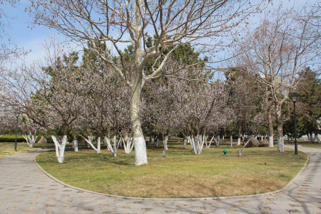 海源公園東山賓館東山路海濱路海港公園菊花頂路昆明路青島路三角花園