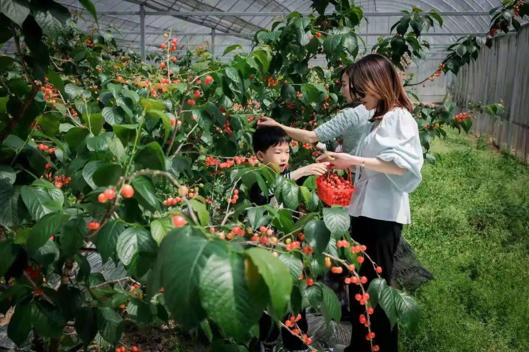 富阳:湖源盛玮生态农业采摘地址:杭州市萧山区所前镇(导航:明良樱桃