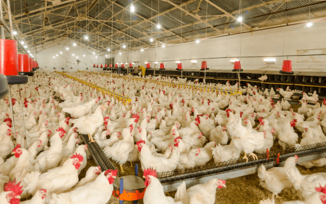 面对雨季的来临，鸡场应如何做好应急措施，降低损失!