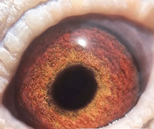鸽眼鉴赏:黑线铁锈斑是超级种鸽特征?