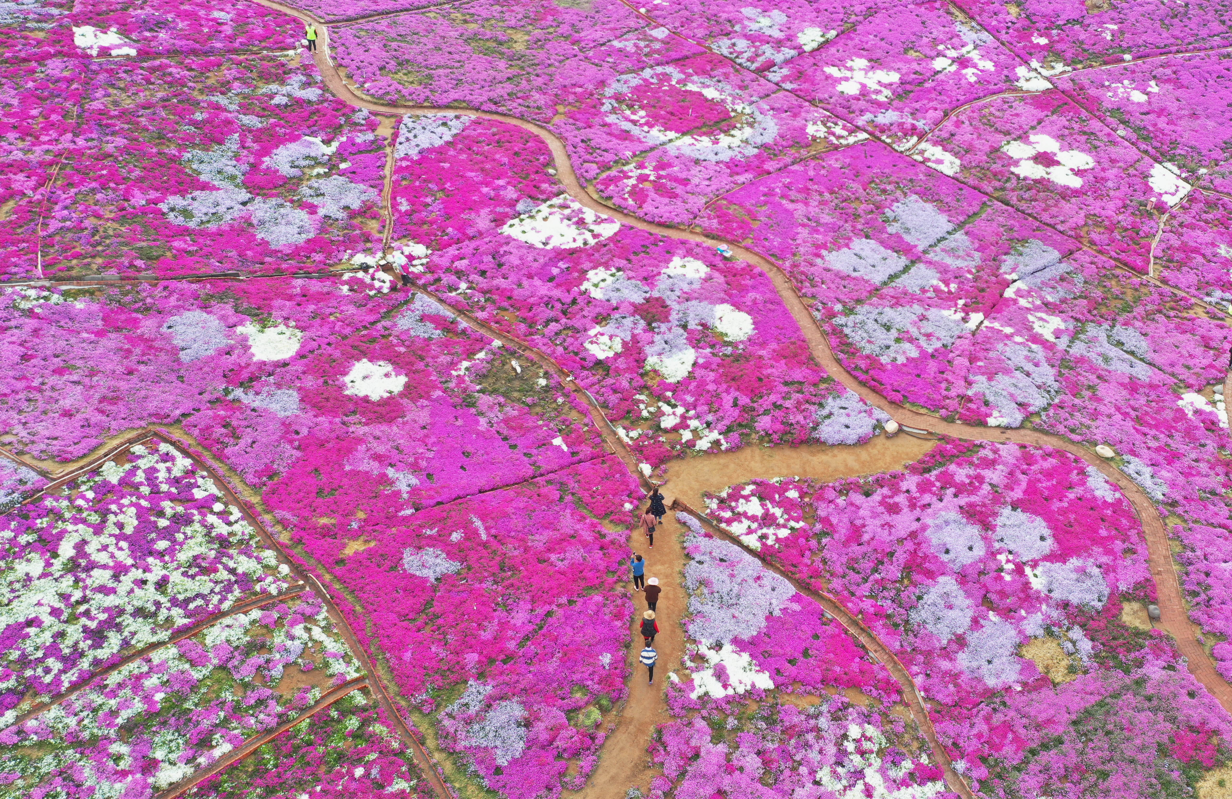 保定大型樱花花海图片